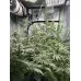 Насіння коноплі Auto Green Crack Feminised
