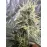 Auto Green Crack Feminised