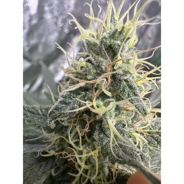 Насіння коноплі Auto Green Crack Feminised