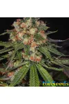 Auto Jamaica Feminised
