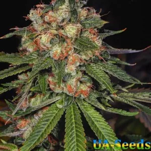 Auto Jamaica Feminised