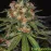Auto Jamaica Feminised