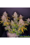 Auto LSD Feminised