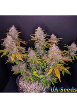Auto LSD Feminised