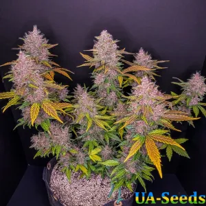 Auto LSD Feminised Auto LSD Feminised