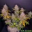 Auto LSD Feminised