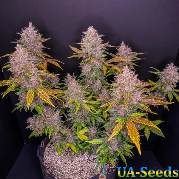 Семена конопли Auto LSD Feminised