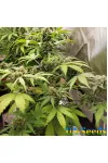 Auto Purple Opium Feminised