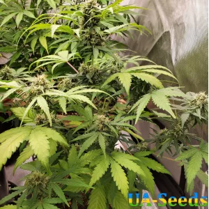 Auto Purple Opium Feminised
