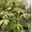 Auto Purple Opium Feminised