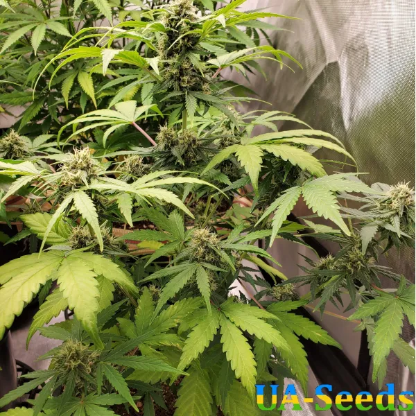 Семена конопли Auto Purple Opium Feminised Семена конопли Auto Purple Opium Feminised
