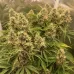 Семена конопли Auto Gorilla Glue Feminised