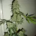 Насіння конопель Auto Jamaica Feminised