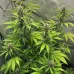 Семена конопли Auto LSD Feminised Семена конопли Auto LSD Feminised