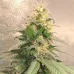 Семена конопли Auto Pablo Escobar Feminised Семена конопли Auto Pablo Escobar Feminised