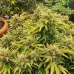 Семена конопли Auto Pablo Escobar Feminised Семена конопли Auto Pablo Escobar Feminised