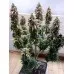 Семена конопли Auto White Widow Feminised