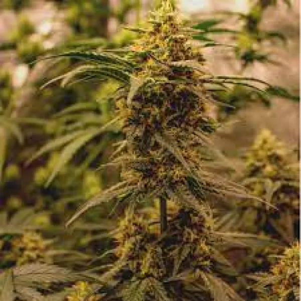Насіння конопель Auto Overdose Feminised