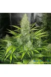 Auto LSD
