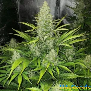 Auto LSD