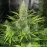 Auto LSD