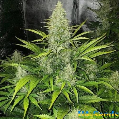 Насіння конопель Auto LSD
