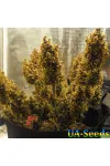 Auto Purple Opium