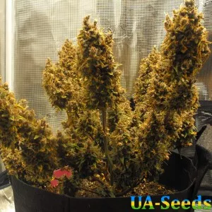 Auto Purple Opium