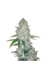 Gorilla Glue Auto Gorilla Glue Auto