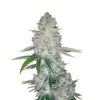 Gorilla Glue Auto