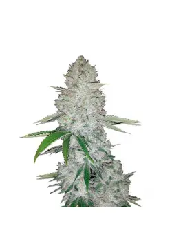 Gorilla Glue Auto