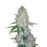 Gorilla Glue Auto