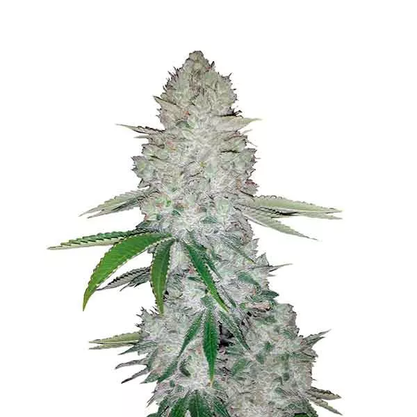 Семена конопли Gorilla Glue Auto