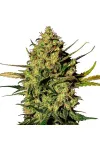 Master Kush Auto