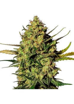 Master Kush Auto