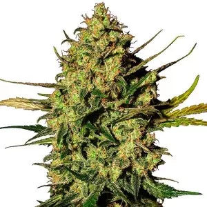 Master Kush Auto