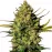 Master Kush Auto