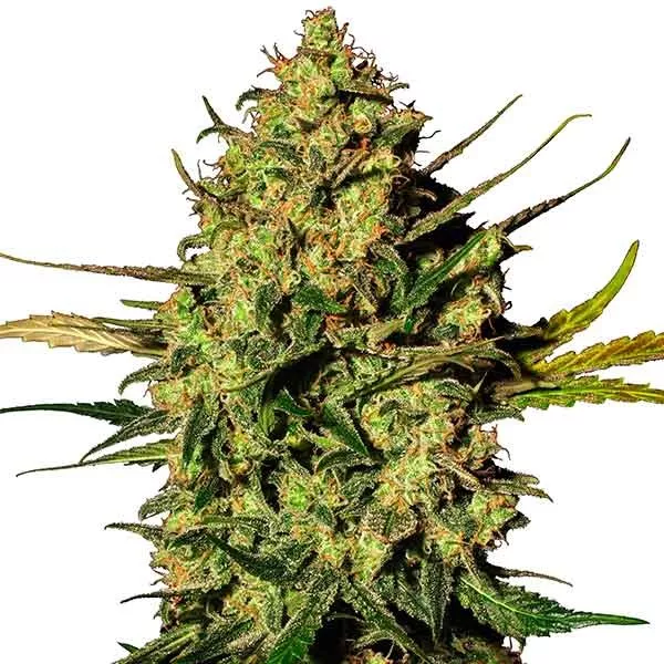 Семена конопли Master Kush Auto