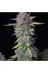 Purple Punch Auto