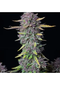 Purple Punch Auto