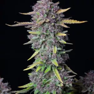 Purple Punch Auto