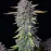 Purple Punch Auto