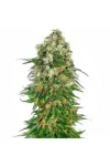 Sensi Skunk Automatic