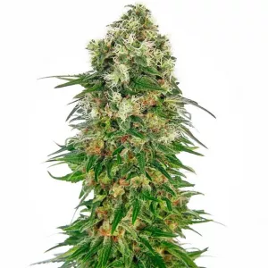 Sensi Skunk Automatic