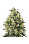 Super Skunk Automatic