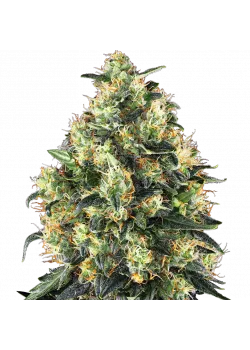 Super Skunk Automatic