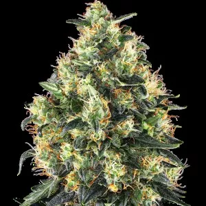 Super Skunk Automatic