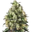 Super Skunk Automatic