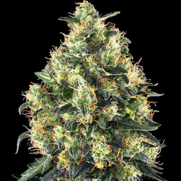 Семена конопли Super Skunk Automatic