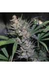 White Diesel Haze Automatic
